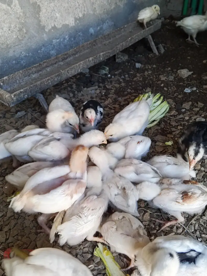 jase bhai na lani ha 4 white madiya or ek black or sath ek murga b h . — photo 2
