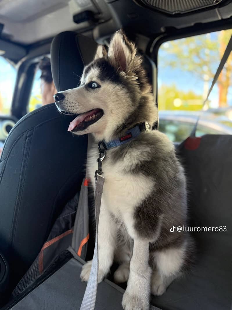 Haski 4