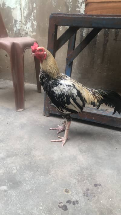Aseesl murga