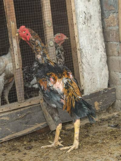 Japanese shamo male available best quality