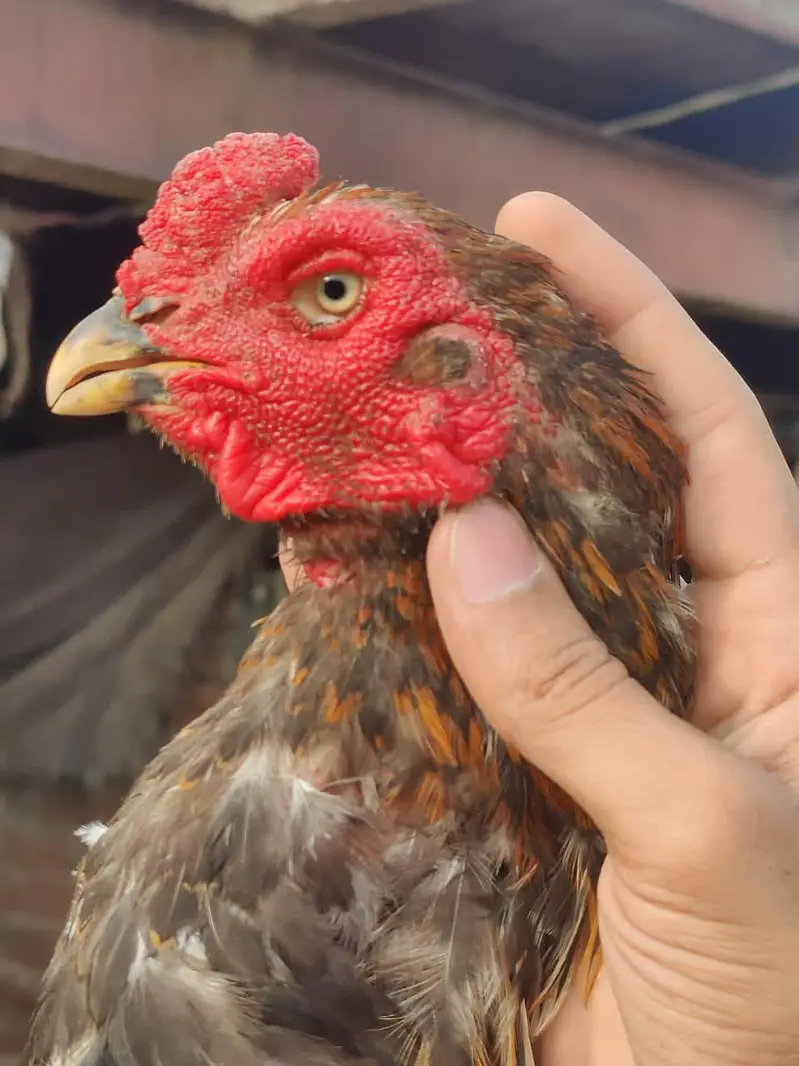Japanese shamo male available best quality — photo 2