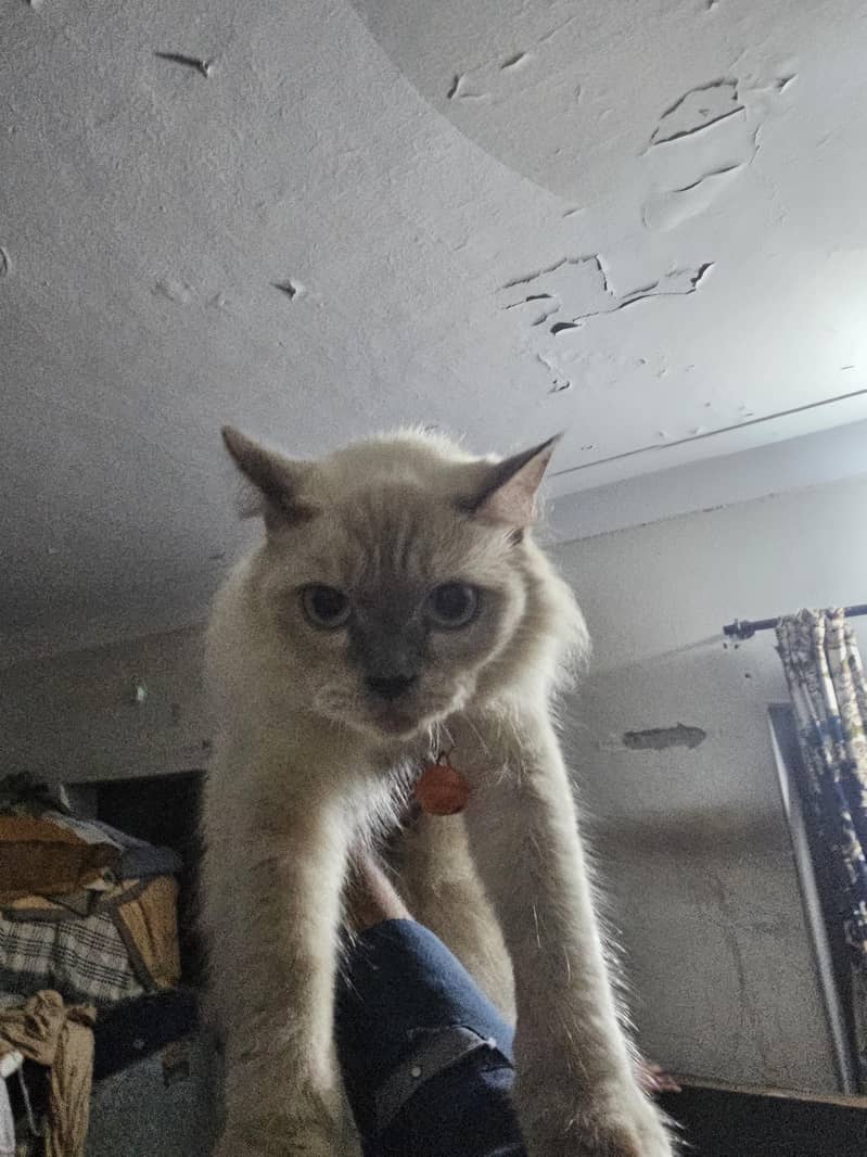 himalayan cat 0