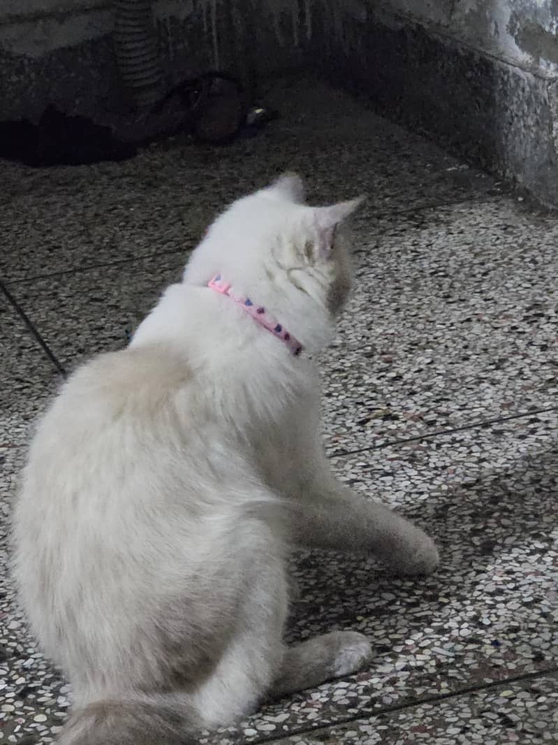 himalayan cat 1