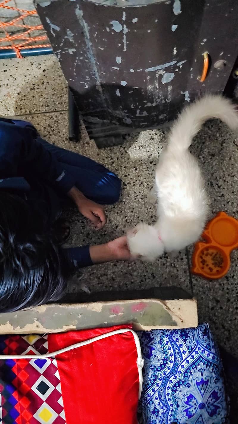 himalayan cat 2