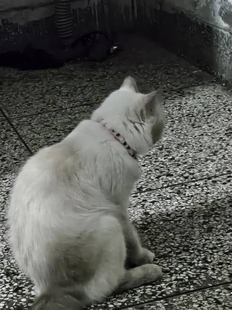 himalayan cat 3