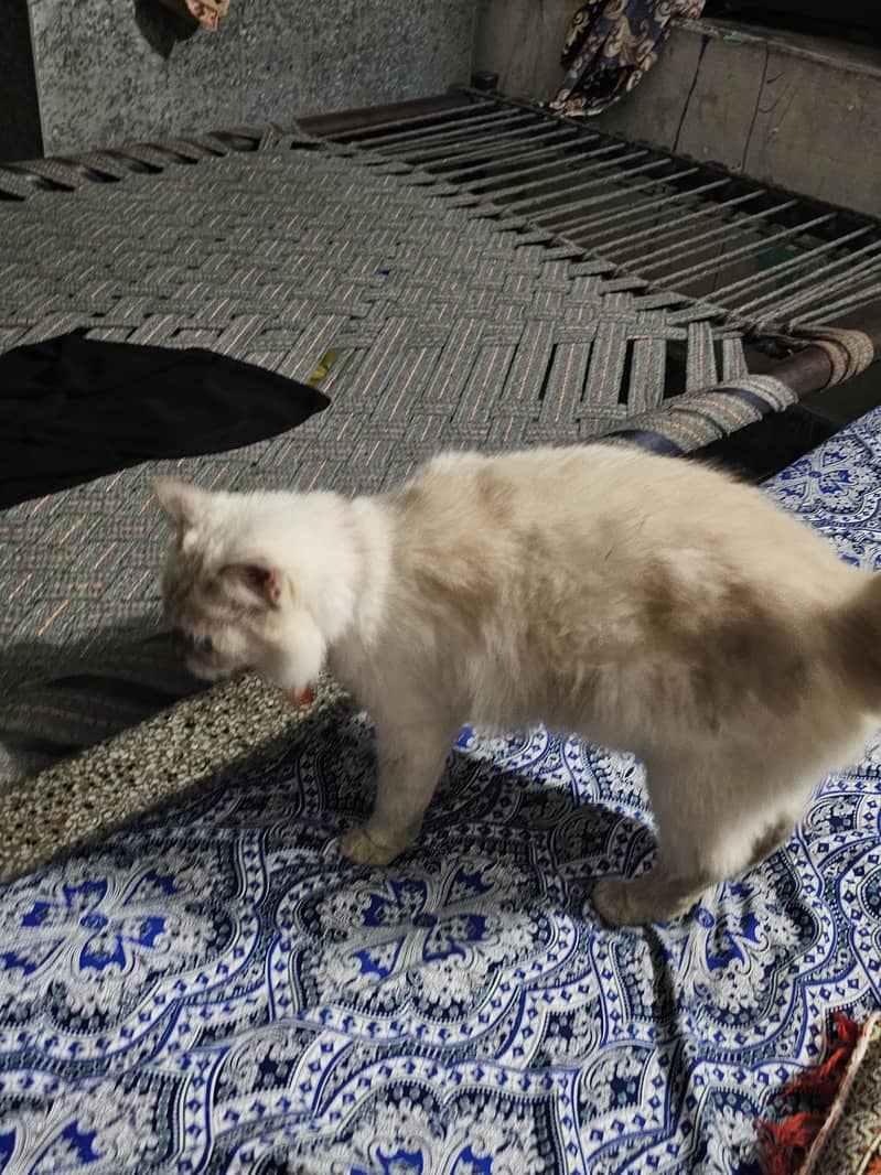 himalayan cat 4