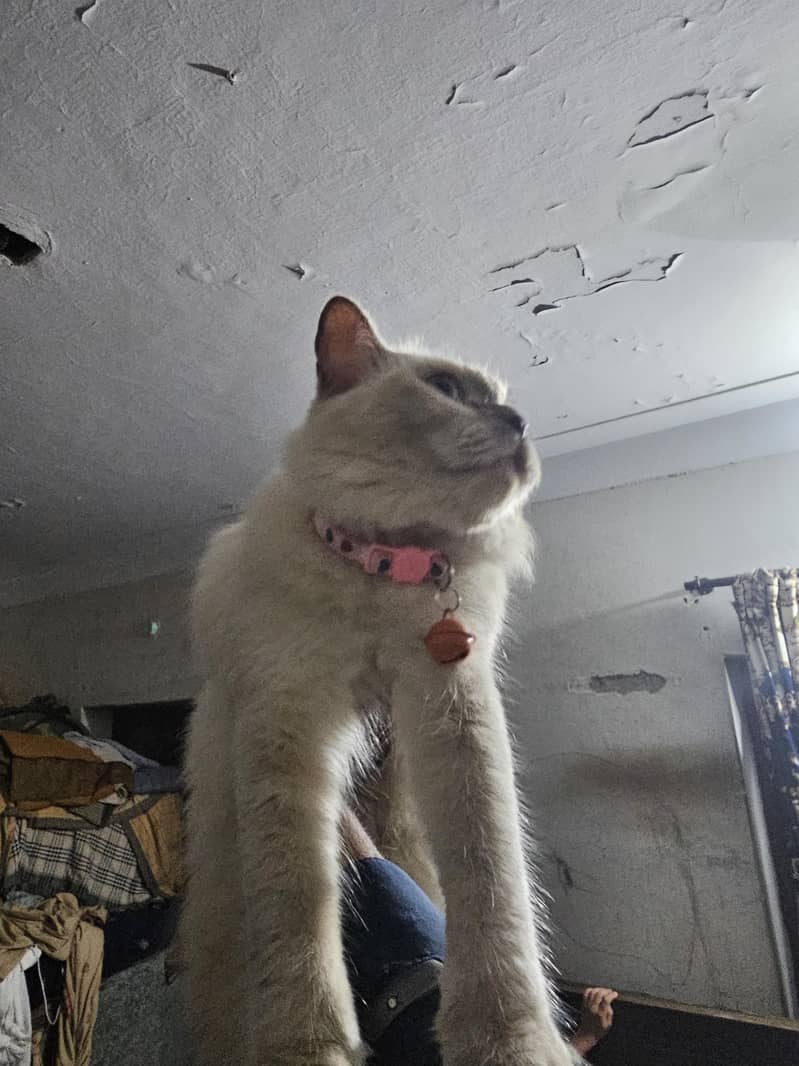 himalayan cat 5