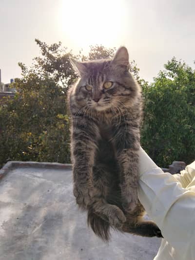 Persian Male