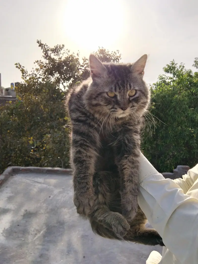 Persian Male — photo 2