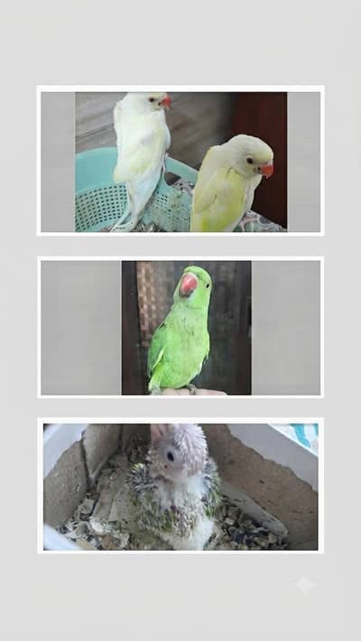 Super Healthy Creamino Red Eye Ringneck pair