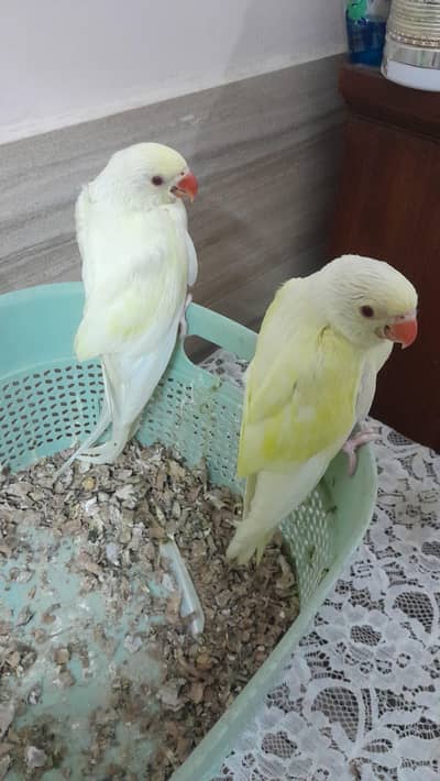 Super Healthy Creamino Red Eye Ringneck pair