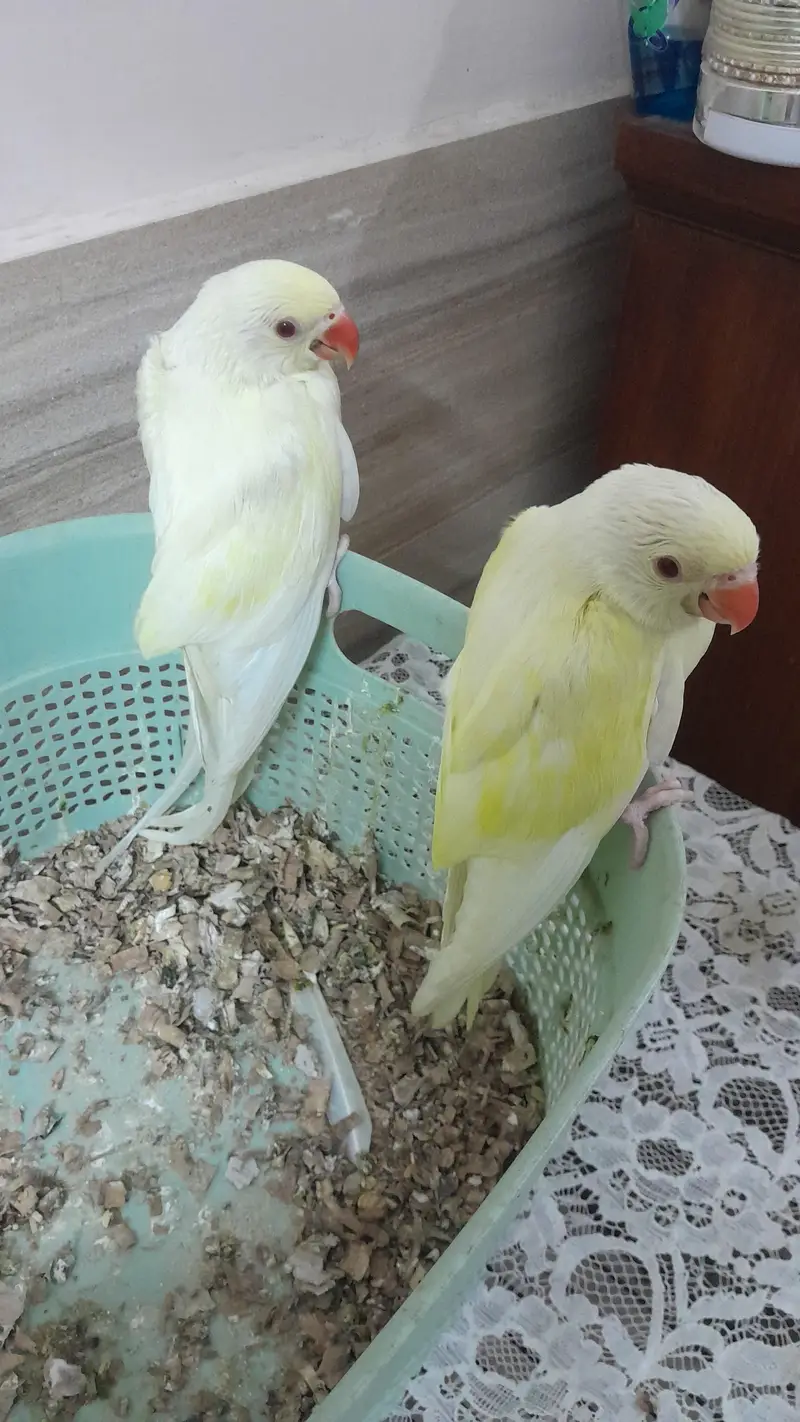 Super Healthy Creamino Red Eye Ringneck pair — photo 2