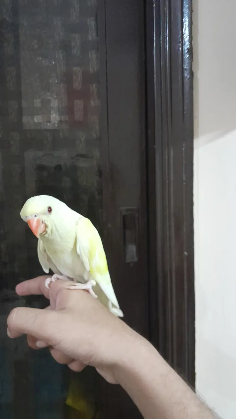 Super Healthy Creamino Red Eye Ringneck pair — photo 3