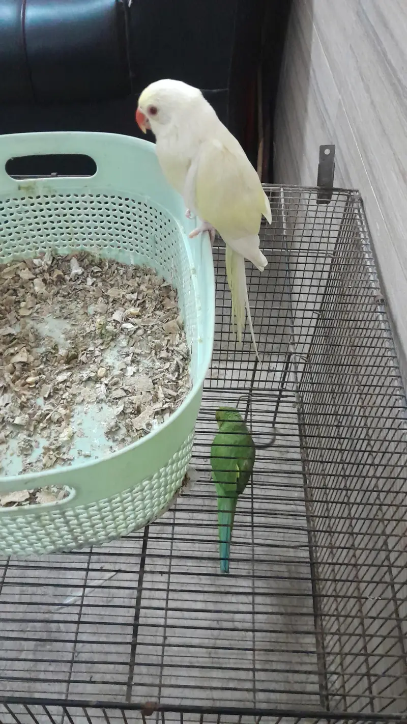 Super Healthy Creamino Red Eye Ringneck pair — photo 4