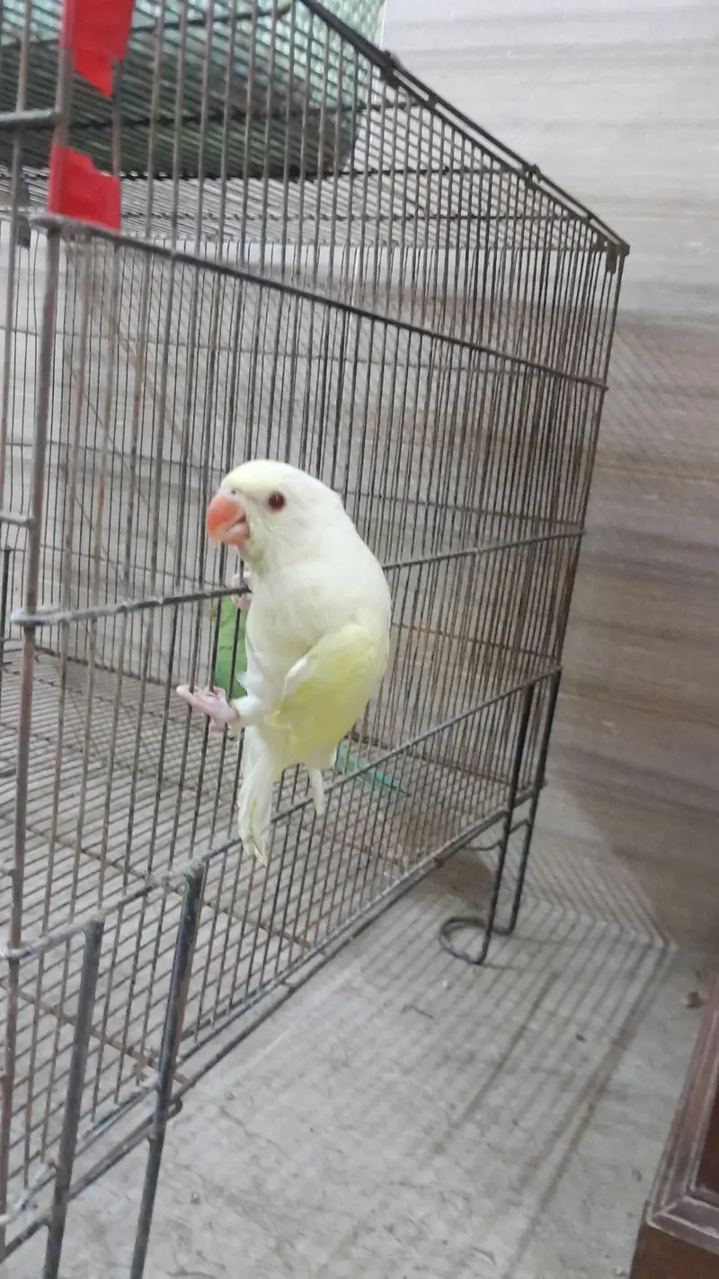 Super Healthy Creamino Red Eye Ringneck pair — photo 5
