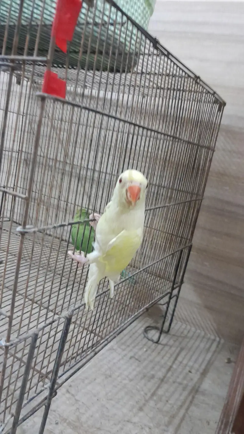Super Healthy Creamino Red Eye Ringneck pair — photo 6