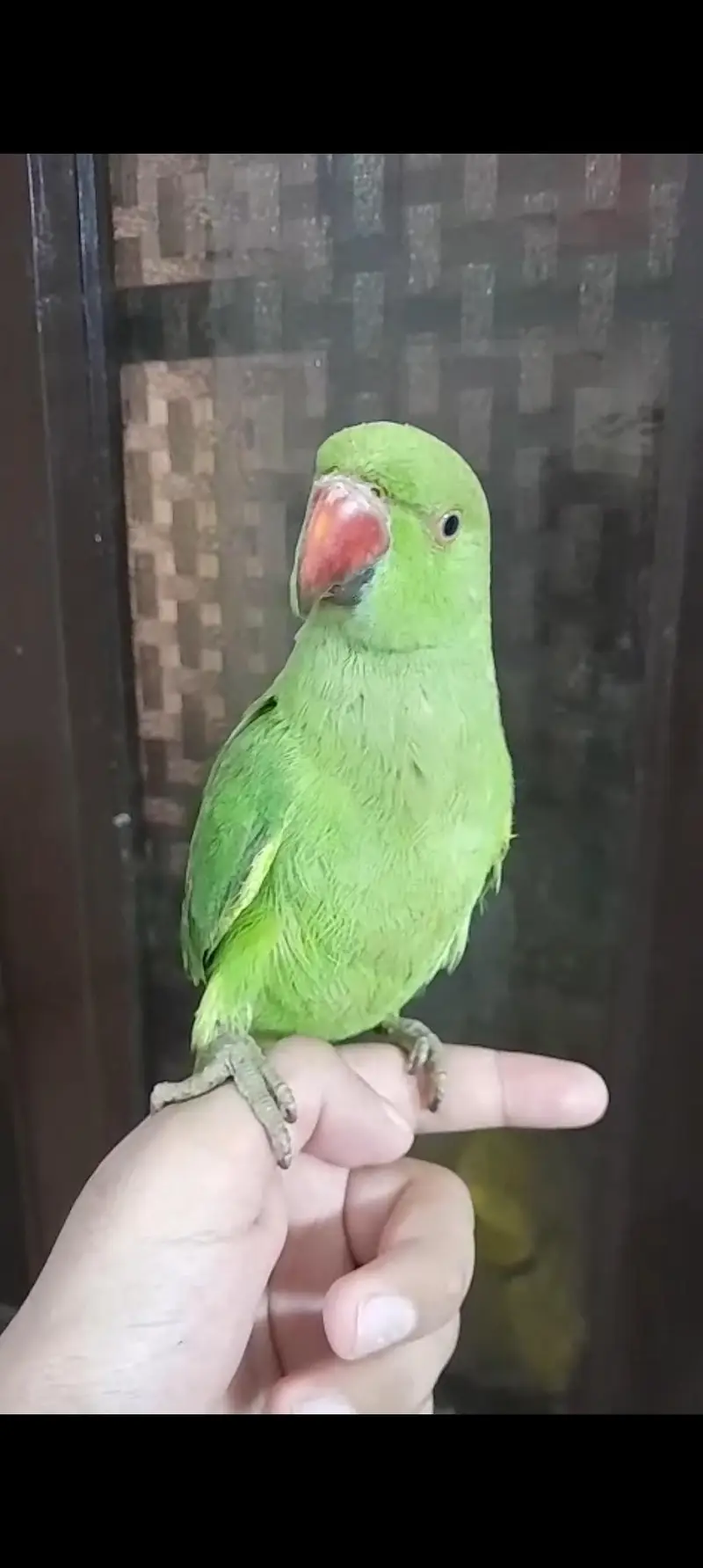 Super Healthy Creamino Red Eye Ringneck pair — photo 7