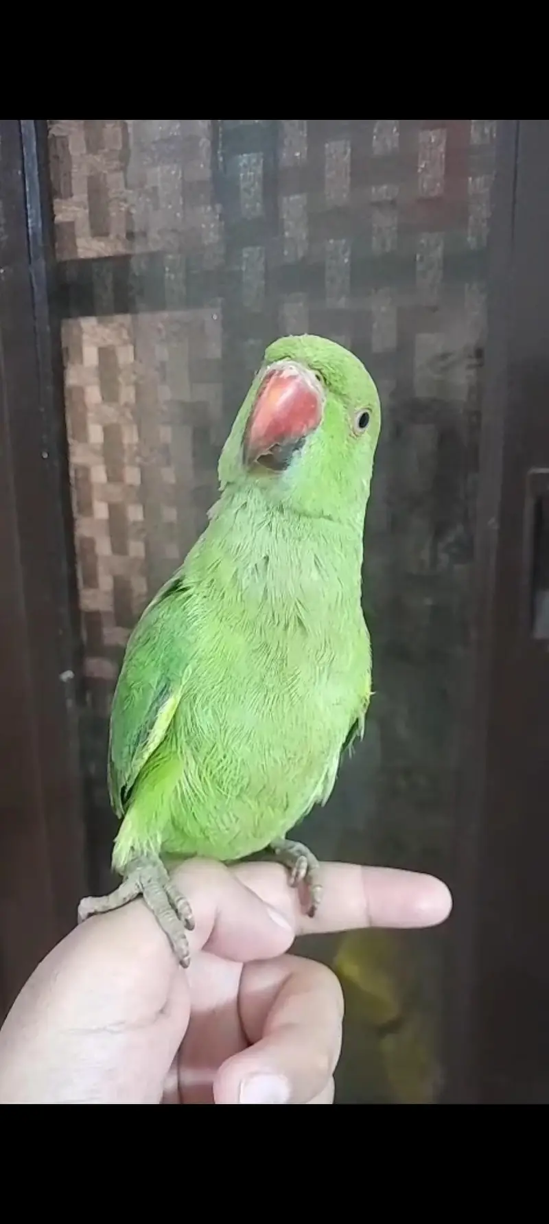 Super Healthy Creamino Red Eye Ringneck pair — photo 8