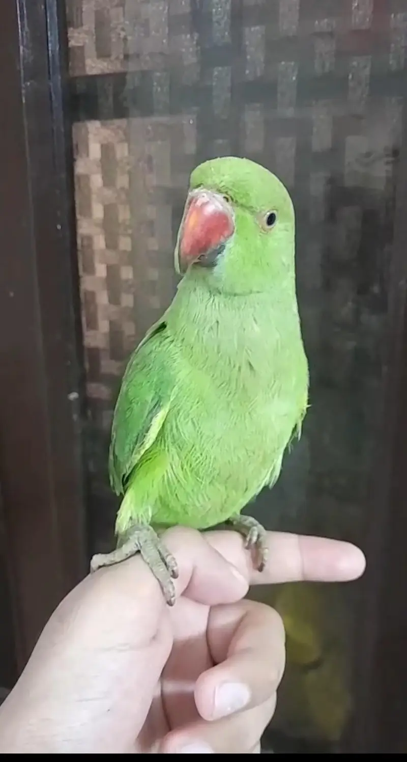 Super Healthy Creamino Red Eye Ringneck pair — photo 9