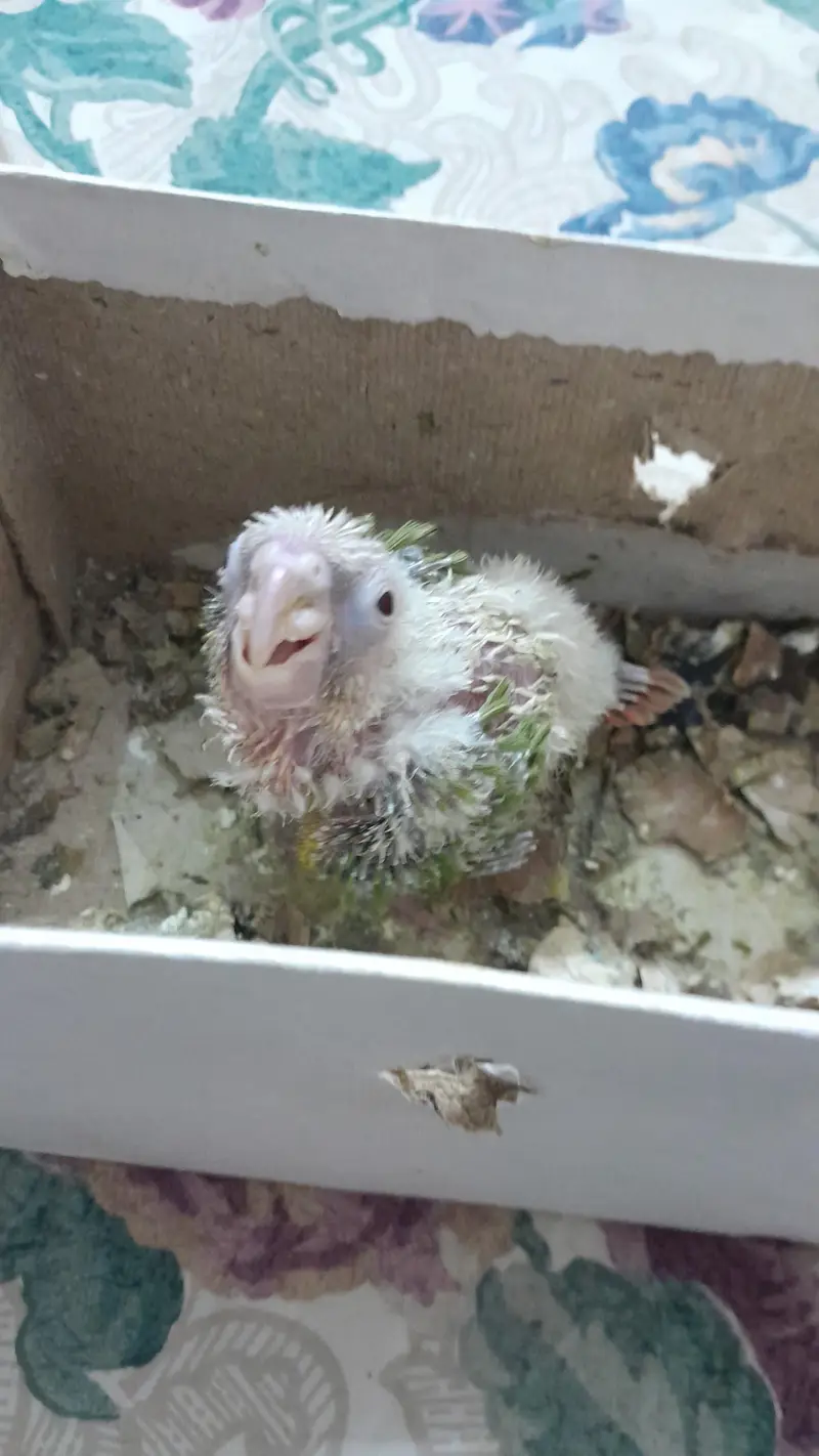 Super Healthy Creamino Red Eye Ringneck pair — photo 10