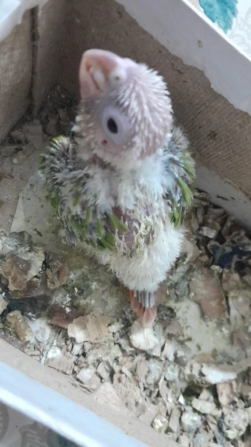 Super Healthy Creamino Red Eye Ringneck pair — photo 11