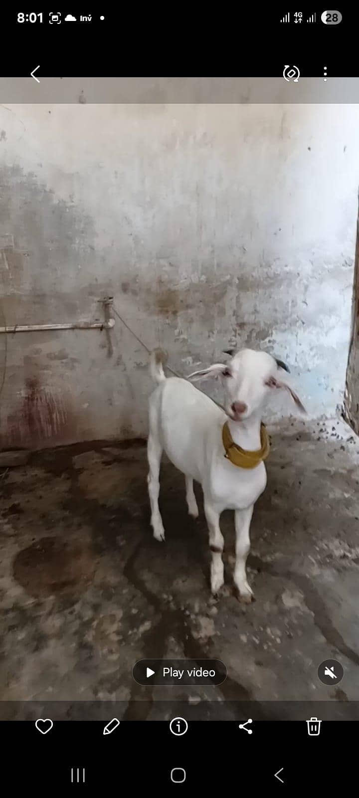 tapra bakra 0