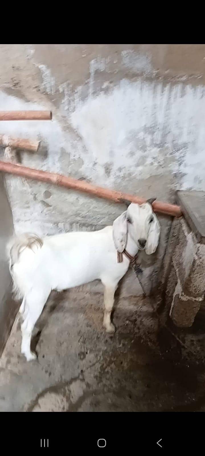 tapra bakra 1