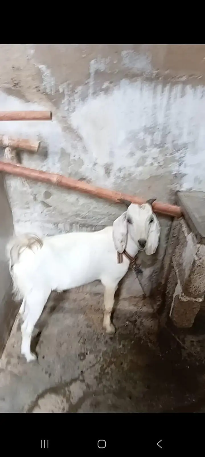 tapra bakra — photo 2