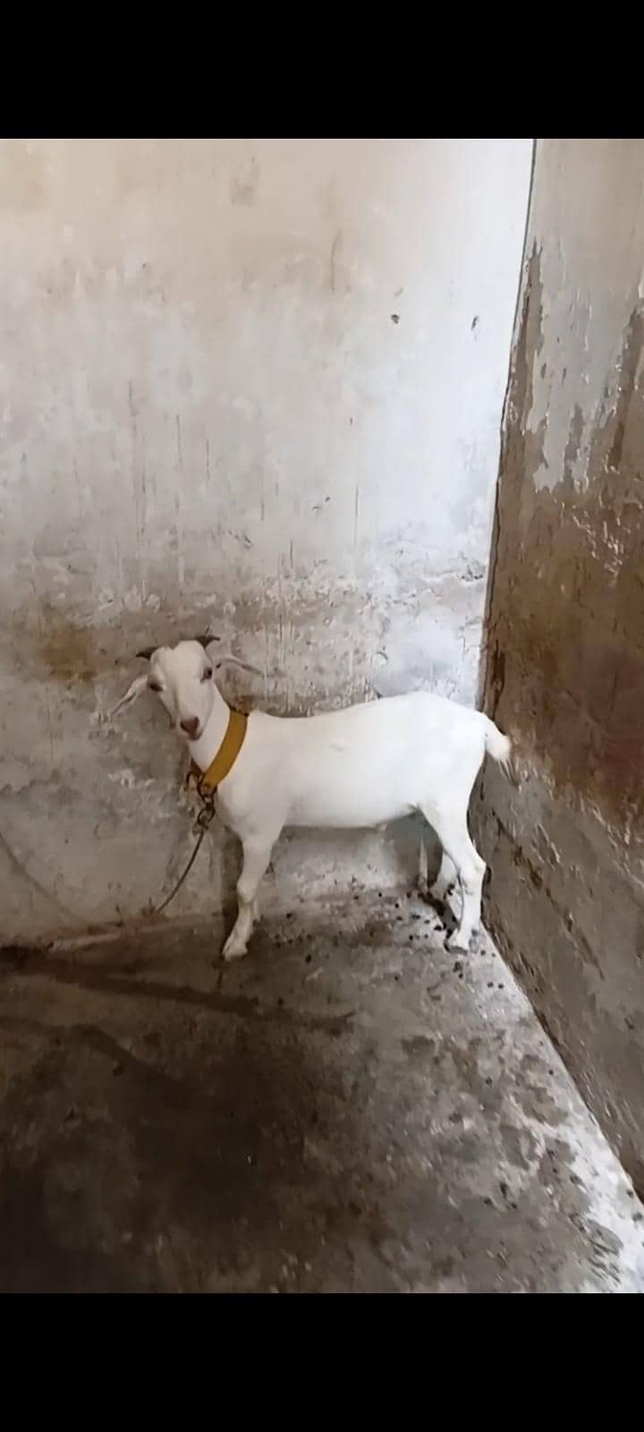 tapra bakra 2