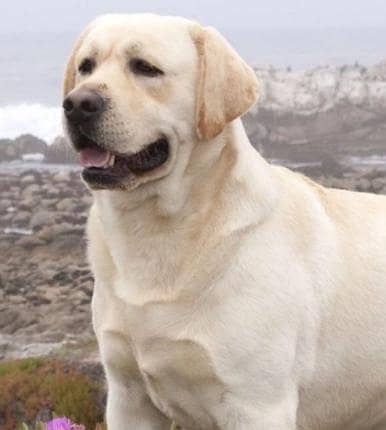 Labrador breedr female for sale