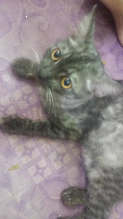 purshion cat