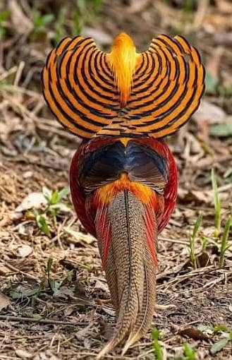 Red golden pheasant patthay available