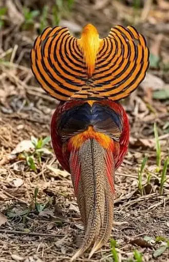 Red golden pheasant patthay available
