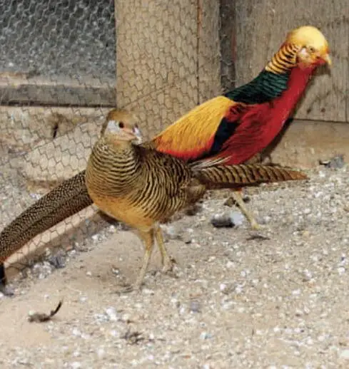 Red golden pheasant patthay available — photo 2