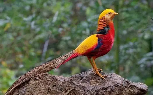Red golden pheasant patthay available — photo 3