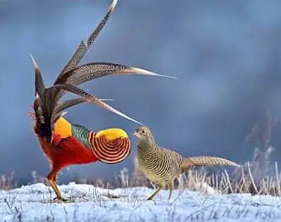 Red golden pheasant patthay available — photo 4
