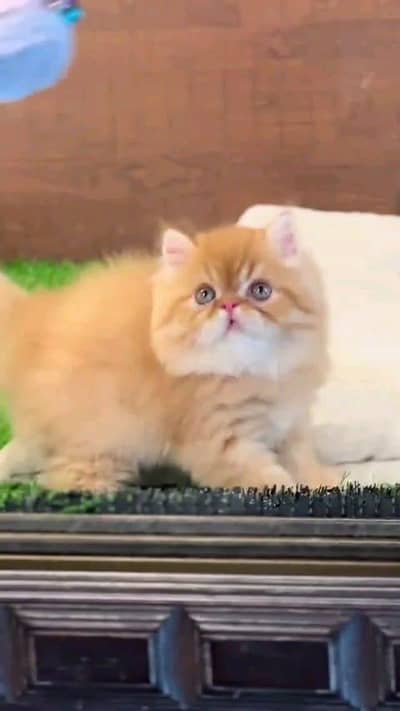 Persian cat for sale male or female my WhatsApp327=98=37=573