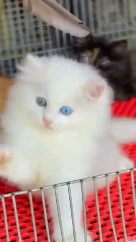 Persian cat for sale male or female my WhatsApp327=98=37=573 — photo 2