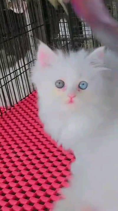 Persian cat for sale male or female my WhatsApp327=98=37=573