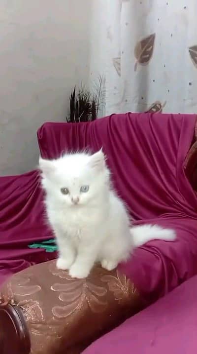 Persian cat for sale male or female my WhatsApp327=98=37=573