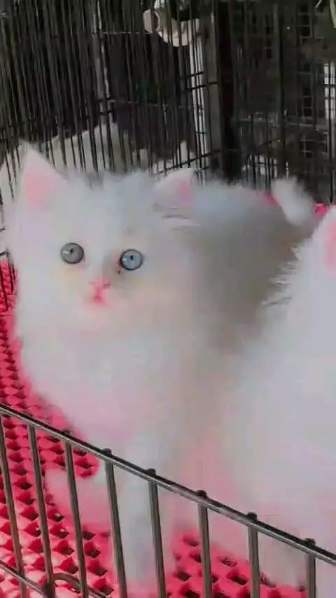 Persian cat for sale male or female my WhatsApp327=98=37=573 — photo 2