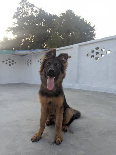  The Son of King Lambo   Black & Tan Male  Pink Pedigree  D. O