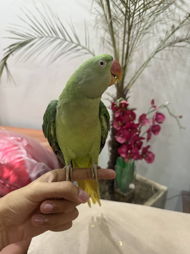RAW PARROT 0