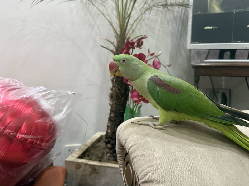RAW PARROT 1