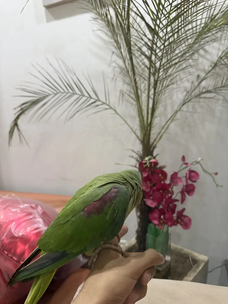 RAW PARROT — photo 3