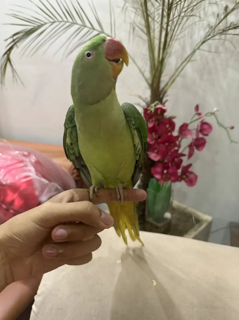 RAW PARROT — photo 4