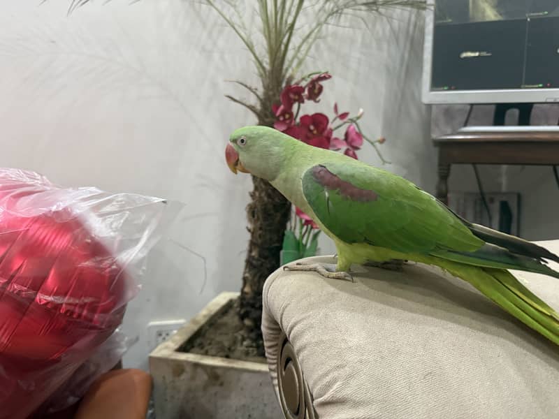 RAW PARROT 4
