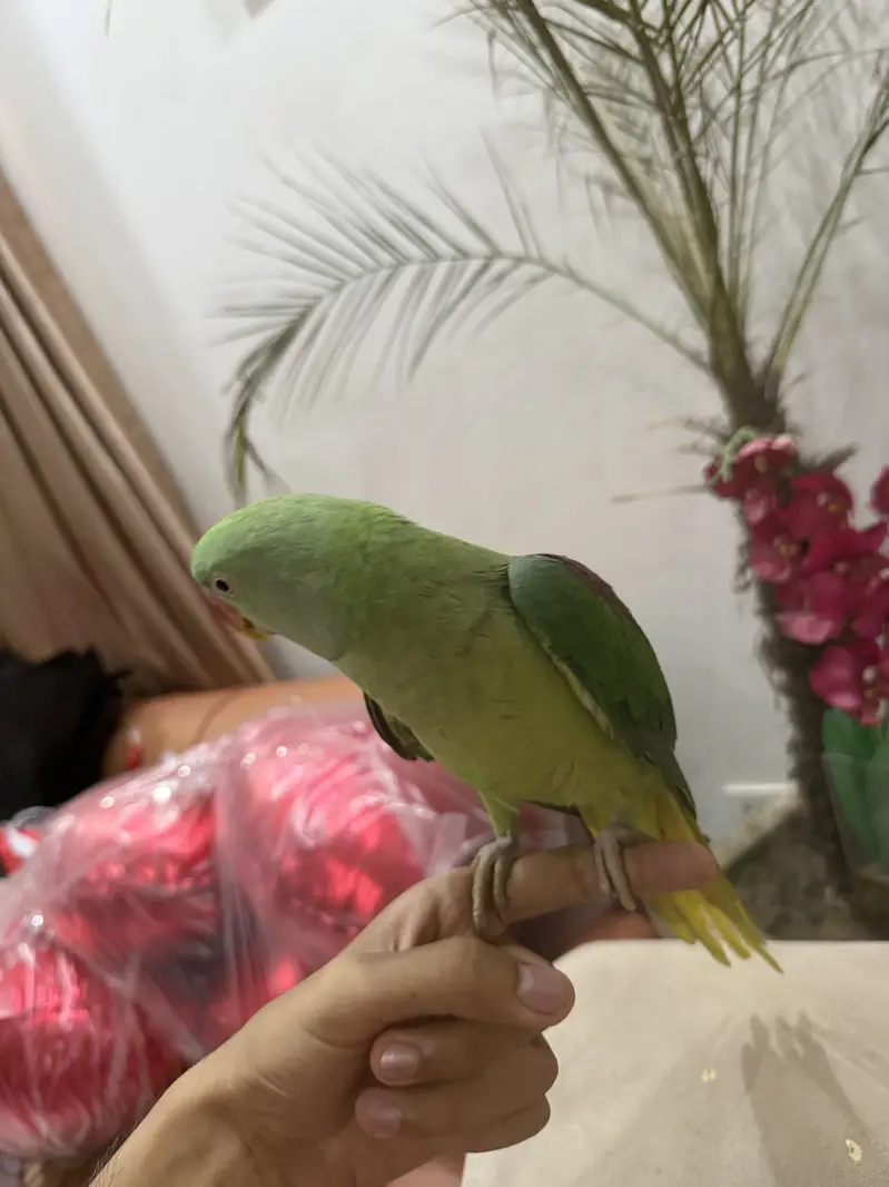 RAW PARROT — photo 6