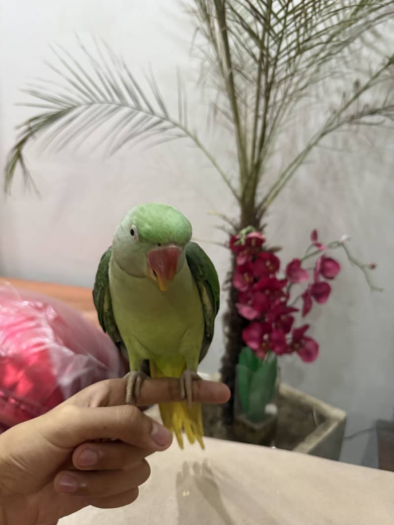 RAW PARROT 6