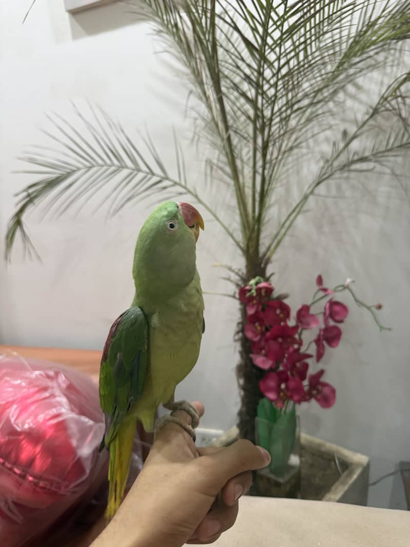 RAW PARROT 7